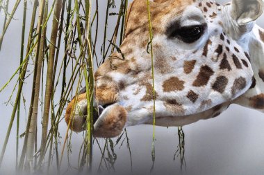 Close up headshot of a giraffe grazing on bamboo shoots. Its large black eye looks down at the lens. Folly Farm Zoo is home to a male herd of a type of giraffe called Rothschild hybrid. clipart