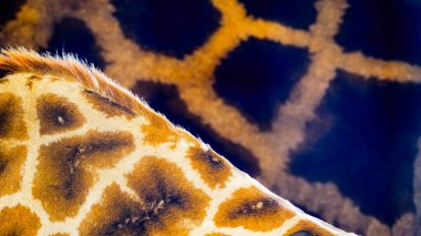 African safari inspired background pattern and texture. Extreme close-up of the hide of two giraffes standing side by side showing the different shades,  patterns and textures of each animal's skin.  clipart