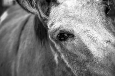 Kilgetty, Pembrokeshire, Galler 'deki Folly Çiftliği' ndeki çiftlik ambarındaki güzel, yumuşak saçlı Shetland Pony 'nin aşırı yakın plan fotoğrafı. Bu sevimli hayvan çiftliğin cazibesinin bir parçası.