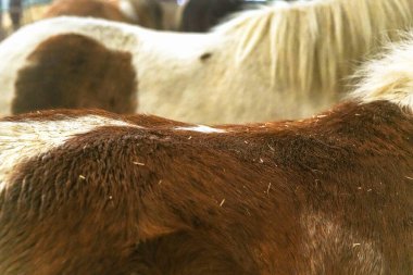 Extreme close-up and headshot up of a beautiful, soft haired Shetland Pony in the farmyard barn at Folly Farm in Kilgetty, Pembrokeshire, Wales. This cute animal is part of the petting farm attraction clipart