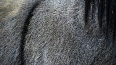 Hayvan kürkü. Folly Farm 's Barnyard' da bir eşeğin postuna aşırı yakın çekim. Bu ceket kalın ve koyu gri bir tonda siyah çizgili.