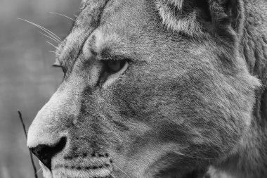 Aşırı yakın çekim ve keskin gözlü bir dişi aslanın vesikalığı. Beyaz vignette kenarları ve bokeh arkaplan ile monokrom. Folly Farm Hayvanat Bahçesi 'nde çekildi. Ticari ve yaratıcı kullanım için tam olarak piyasaya sürüldü.. 