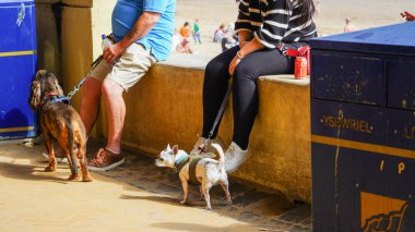 Barry Adası, Barry, Glamorgan, Galler Vadisi - 26 Temmuz 2024: Bir erkek ve bir kadın Barry Adası sahilindeki batı sığınma evinin duvarında oturuyorlar. İkisinin de köpekleri sabırla ayaklarının dibinde bekliyor.