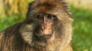 Folly Farm Zoo, Pembrokeshire, Galler 'de üzgün ve hüzünlü bir erkek maymun portresi. Ticari kullanım için tam mülkiyet izni ile