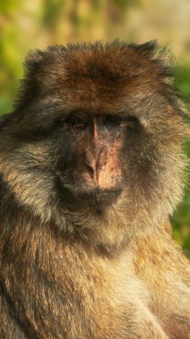 Folly Farm Zoo, Pembrokeshire, Galler 'de üzgün ve hüzünlü bir erkek maymun portresi. Ticari kullanım için tam mülkiyet izni ile