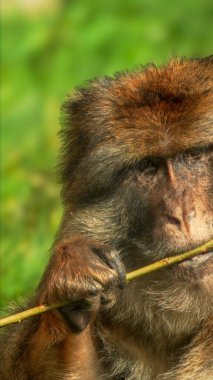 Folly Farm Zoo, Pembrokeshire, Galler 'de üzgün ve hüzünlü bir erkek maymun portresi. Ticari kullanım için tam mülkiyet izni ile