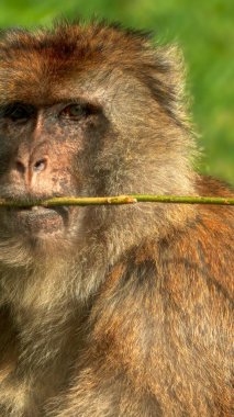 Folly Farm Zoo, Pembrokeshire, Galler 'de üzgün ve hüzünlü bir erkek maymun portresi. Ticari kullanım için tam mülkiyet izni ile