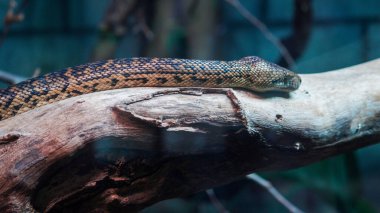 Dal boyunca sürünen bir yılan. Bir madagaskan ağaç boasının aşırı yakın plan, makro portresi. Kafasındaki detay ve desen koyu kahverengi renkli simetrik şekillerin karışımı.