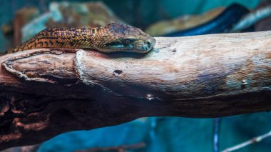 Dal boyunca sürünen bir yılan. Bir madagaskan ağaç boasının aşırı yakın plan, makro portresi. Kafasındaki detay ve desen koyu kahverengi renkli simetrik şekillerin karışımı.