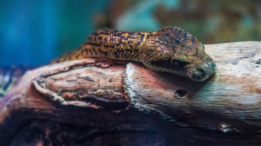 Dal boyunca sürünen bir yılan. Bir madagaskan ağaç boasının aşırı yakın plan, makro portresi. Kafasındaki detay ve desen koyu kahverengi renkli simetrik şekillerin karışımı.