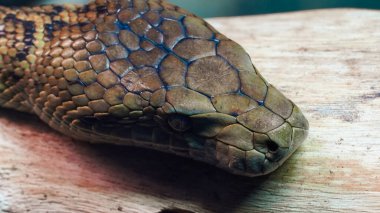 Daldaki bir yılan. Bir madagaskan ağaç boasının aşırı yakın plan, makro portresi. Kafasındaki detay ve desen koyu kahverengi renkli simetrik şekillerin karışımı.