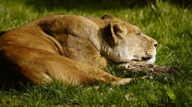 Uykulu bir dişi aslan, gün ışığında çimlerin üzerinde uzanıyor ve dinleniyor. Çenesini bir kütüğe koyarak başını dinlendiriyor. Ticari kullanım için tam mülkiyet