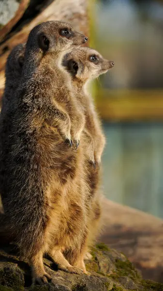 Doğal ortamdaki çevreyi gözlemleyen bir grup mirketin dikey görüntüsü