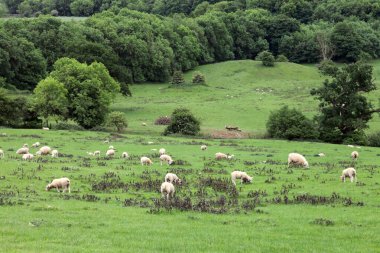 Koyun sürüsü çayırlarda otluyor, İngiliz dağlık kırsalında, ormanın kenarında.. 