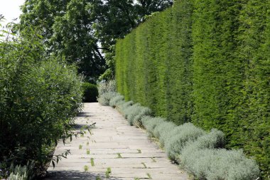 Tall English yew hedge by a stone footpath is a summer garden . clipart