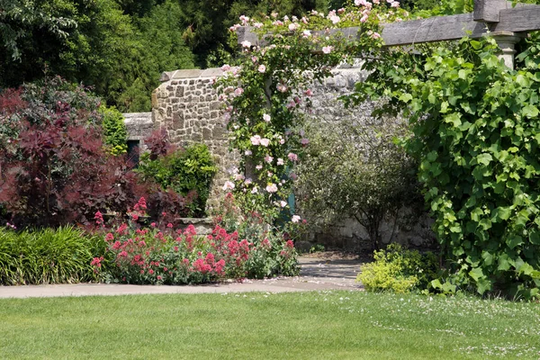 Idyllic English Garden Flowering Pink Rose Grapevine Climbing Wooden Pergola — Stock Photo, Image