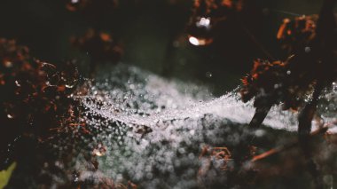 Çiy damlasına yakın, örümceğin ağıyla örtülü, şafak güneşi altında yüksek kontrastlı.