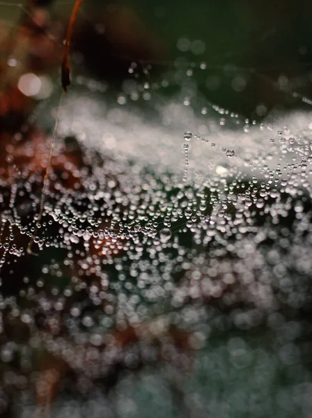 Nahaufnahme Eines Mit Tautropfen Bedeckten Spinnennetzmakros — Stockfoto
