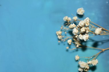 spring flowers on blue background, flat lay, top view