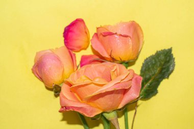 beautiful pink roses on a yellow background