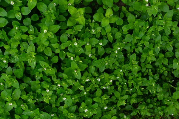 Фон Текстуры Свежей Натуральной Зеленой Травы — стоковое фото