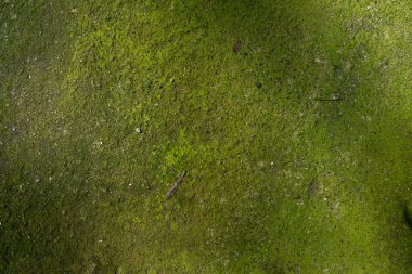 Parkta yeşil çimenler