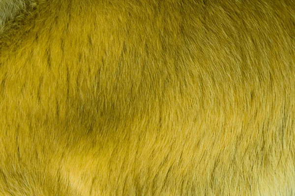 Υφή Φόντο Γούνα Σκύλου Γούνα Σκύλου Κίτρινο Χρώμα — Φωτογραφία Αρχείου