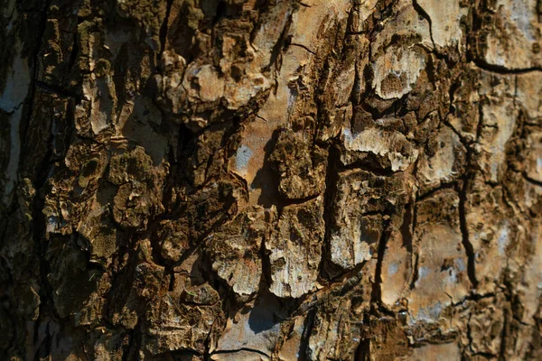 Faktura Kory Drzewa Lesie Świetle Słonecznym — Zdjęcie stockowe