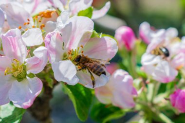 Arı elma ağacından polen topluyor.