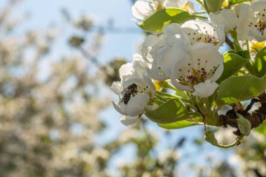 Ağaç dalında beyaz çiçekler