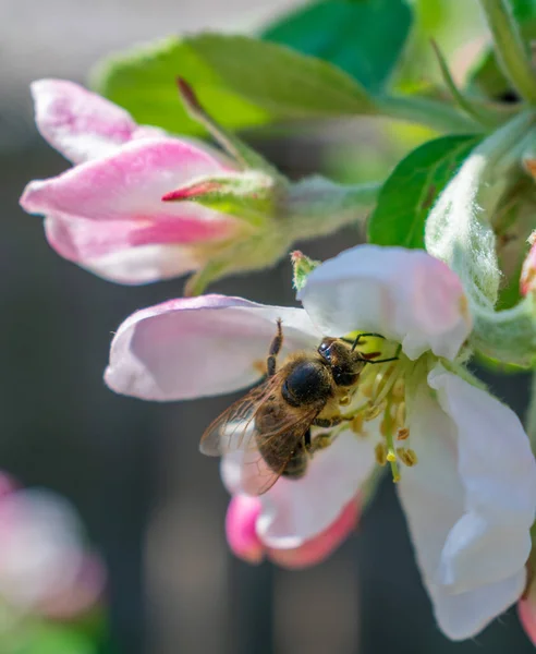 stock image bee collects pollen in the spring garden, blooming flower