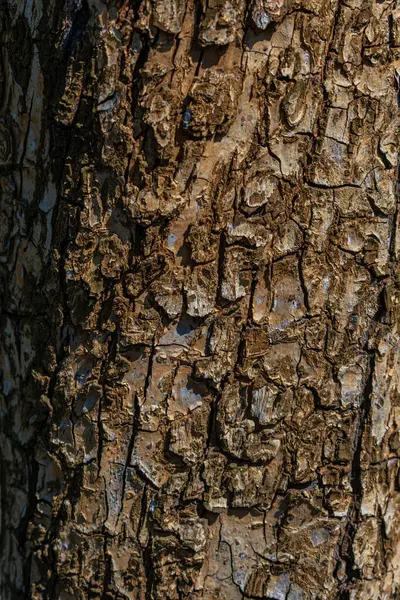 Textura Corteza Árbol Bosque —  Fotos de Stock