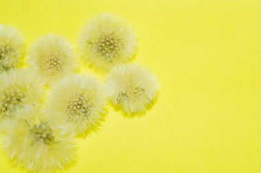 Sarı arka planda karahindiba çiçeği