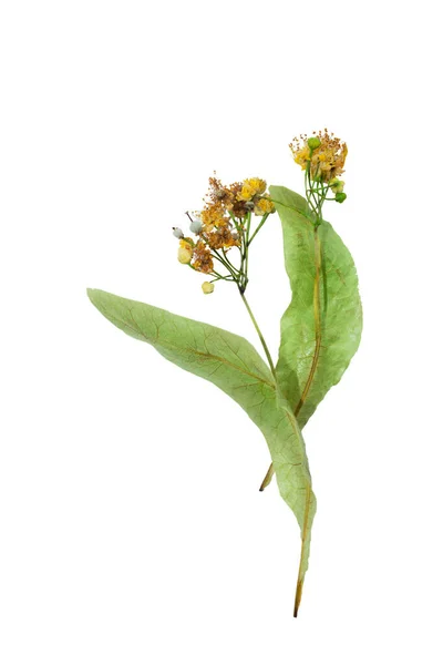 tea leaves and flowers of tea isolated on white background, close - up. tea leaf