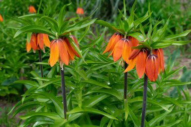 Bahçedeki kırmızı çiçekler