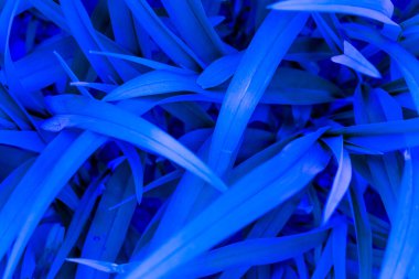 mavi arkaplan dokusu, bitkinin rengi 