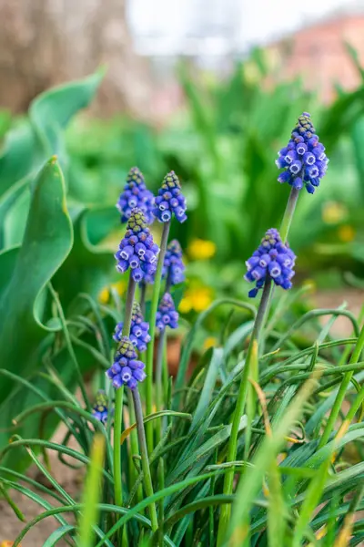 Mavi muscari aucheri bahçede, yakın plan.