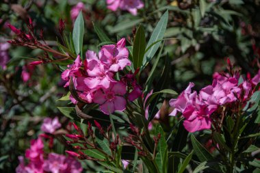 Çiçek açan bir zakkum bitkisinin yakın çekimi.
