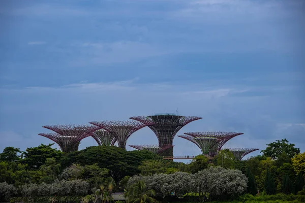 Singapur Singapur Ağustos 2022 Körfez Bahçesindeki Supertree Grove — Stok fotoğraf