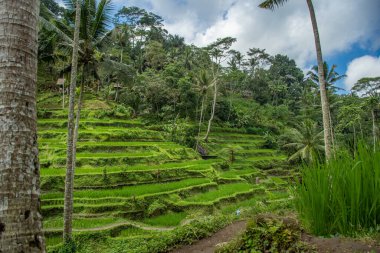 The Tegallalang rice terraces on the Indonesian holiday island of Bali