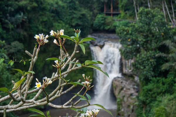 Blooming frangipani flowers in front of the Tegenungan waterfall in Bali (focus on the flowers)
