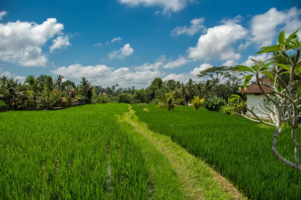 Beautiful Landscape Green Rice Terraces Campuhan Ridge Walk Bali — Stock Photo, Image