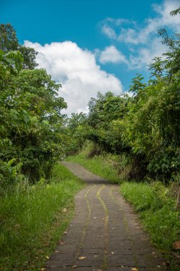Endonezya 'nın Bali adasında Campuhan Tepesi Yürüyüşü