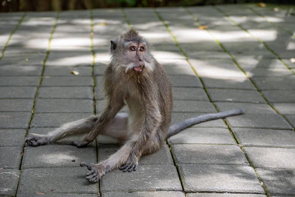 Jovem Macaco Cauda Longa Senta Chão Fotografias De Stock Royalty-Free