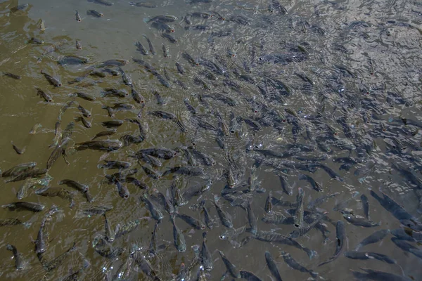 Uma Multidão Peixes Famintos Abre Boca — Fotografia de Stock