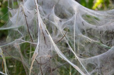 Almanya, Avrupa 'da tırtıl vebası