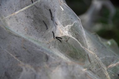Almanya, Avrupa 'da tırtıl vebası