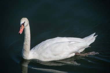 Moselle 'de bir kuğu yüzüyor.