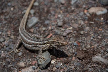 Kanarya Adaları kertenkelesinin yakın çekim görüntüsü