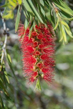 Çiçek açmış kırmızı bir Callistemon bitkisi
